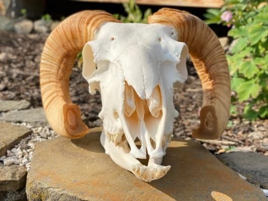 ヤギ 山羊 頭骨 頭蓋骨 骨格標本 ヤギ 山羊 頭骨 頭蓋骨 骨格標本 - メルカリ