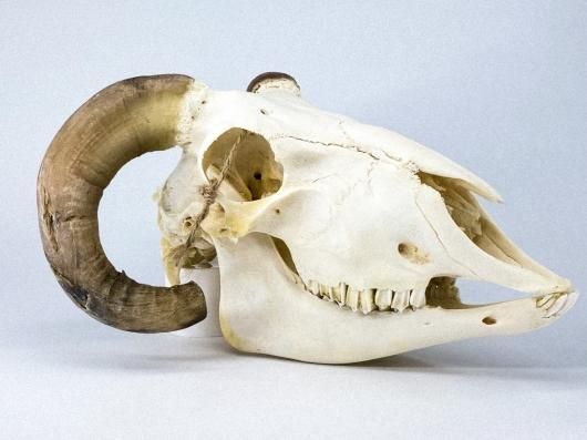 小笠原で拾ったヤギの頭骨 ヤギ（家畜種）の頭骨標本[32202000281]の写真・イラスト素材