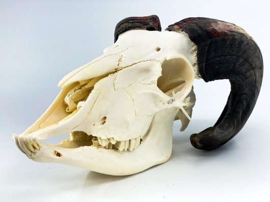 高品質！ヨーロッパ　ヤギの頭骨　No.7 - 頭骨・骨格標本・剥製販売　【Core-Box】