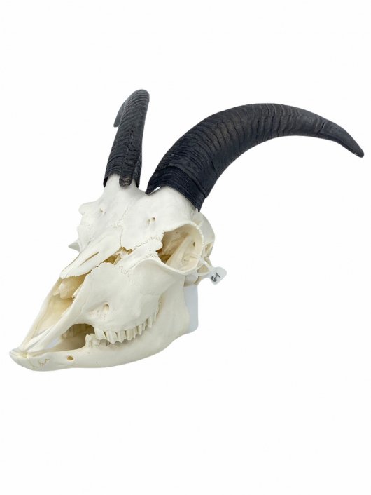 山羊の骨 スカル 頭蓋骨 骨格標本 - 置物
