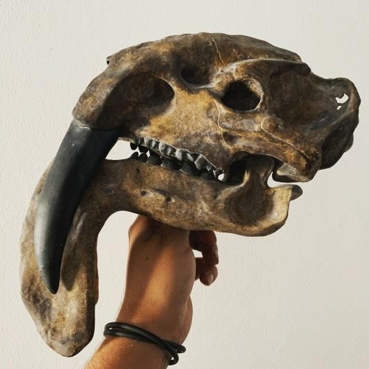 ティラコスミルス（Thylacosmilus）頭骨 レプリカ - 頭骨・骨格