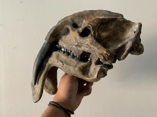 ティラコスミルス（Thylacosmilus）頭骨 レプリカ - 頭骨・骨格