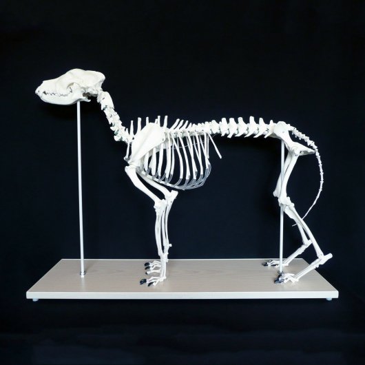 オーストラリア製 イヌの全身骨格標本（レプリカ） - 頭骨・骨格標本 