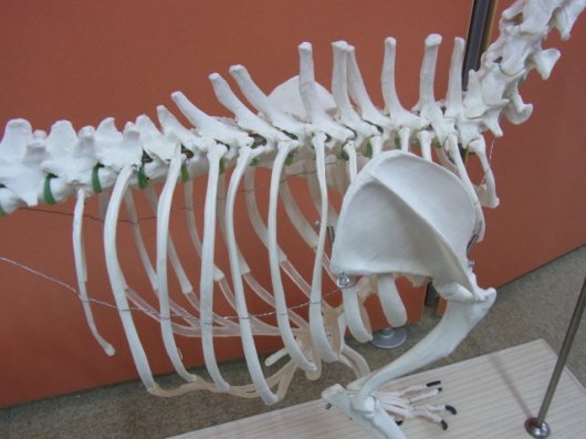 ☆ 即納 ☆ オーストラリア製 イヌの全身骨格標本（レプリカ） - 頭骨 