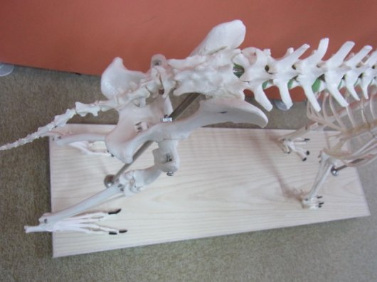 オーストラリア製 イヌの全身骨格標本（レプリカ） - インテリア小物