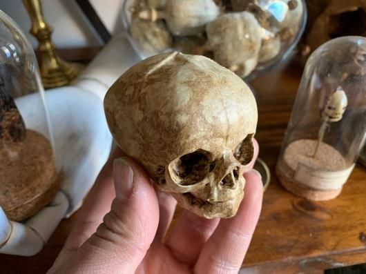 1/1サイズ　ロウリンハノサウルスの胎児骨格レプリカ 1/1サイズ ロウリンハノサウルスの胎児骨格レプリカ - メルカリ