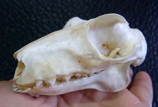★即納★ マレーヒヨケザル Sunda Flying Lemur 頭骨 - 頭骨・骨格標本・剥製販売　【Core-Box】