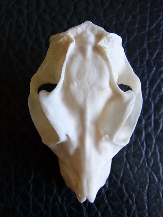 ☆即納☆ マレーヒヨケザル Sunda Flying Lemur 頭骨 - 頭骨・骨格標本 