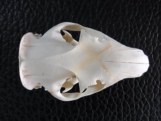 ☆即納☆ アメリカ便 ウッドチャックの頭骨 - 頭骨・骨格標本・剥製