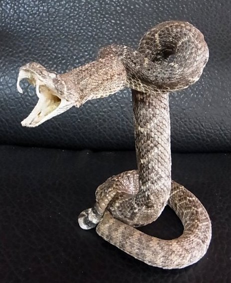 ☆即納☆ ガラガラヘビ（Rattlesnake）の剥製 ☆置式タイプ - 頭骨・骨格標本・剥製販売 【Core-Box】