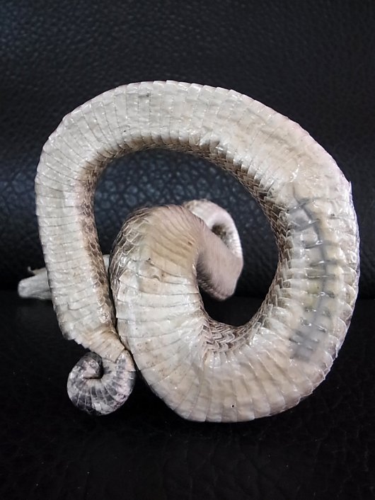 ☆即納☆ ガラガラヘビ（Rattlesnake）の剥製 ☆置式タイプ - 頭骨・骨格標本・剥製販売 【Core-Box】