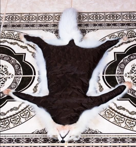 ヨーロッパ便！ホッキョクギツネの頭骨 ホッキョクギツネ ラグ - 頭骨・骨格標本・剥製販売 【Core-Box】