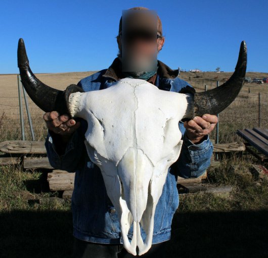 バッファロー スカルホーン（XLサイズ）幅 68cm B - 頭骨・骨格標本