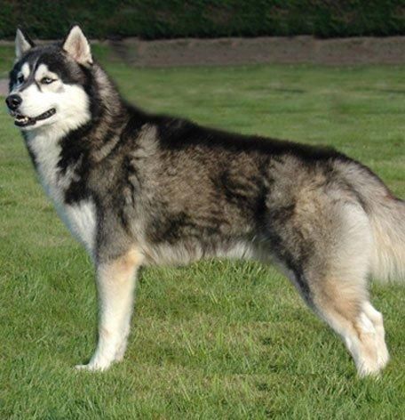 【空シド】ヒョウ　オオカミ　シベリアンハスキー　4点　BAEZ3 ハスキー犬とオオカミ。オオカミはハスキー犬のほぼ3倍の大きさ
