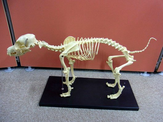 犬 骨格標本（樹脂製） - 犬用品
