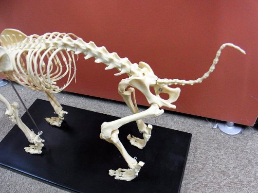 ☆ 即納 ☆ イヌの全身骨格模型 レプリカ（B級品）☆ - 頭骨・骨格標本 