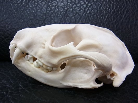 ☆ 即納 ☆ アライグマ（オス）頭骨 ☆ B級品 - 頭骨・骨格標本・剥製 