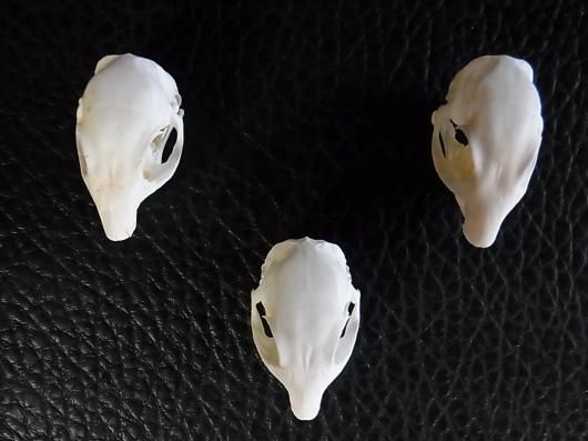 高品質 ケープアラジゲリスの頭骨 ☆即納☆ 高品質 ケープアラジゲリスの頭骨 ☆ - 頭骨・骨格標本・剥製