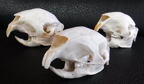 ケープタテガミヤマアラシの頭骨-