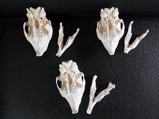 ☆即納☆ アフリカ便 ケープタテガミヤマアラシの頭骨 ※データ付属し