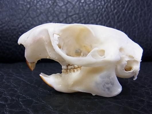 ムササビ（flying squirrele）頭骨 即納☆ムササビ flying squirrele 頭骨 - 頭骨・骨格標本・剥製