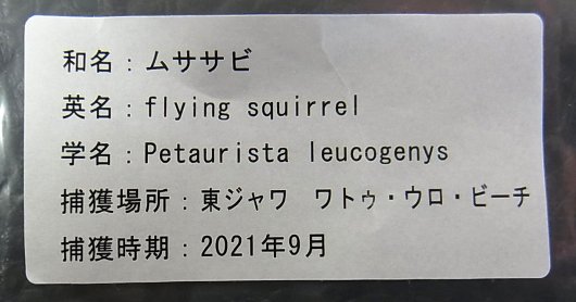 即納☆ムササビ flying squirrele 頭骨 - 頭骨・骨格標本・剥製販売