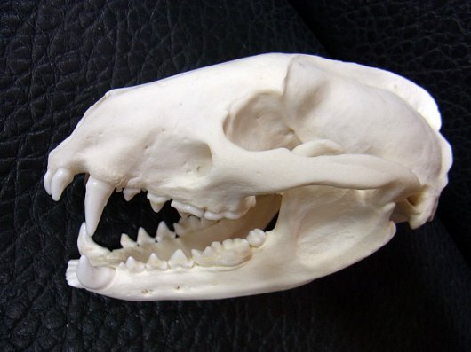ヨーロッパ アナグマ（老成個体）♂ 頭骨　※ペニスボーン付