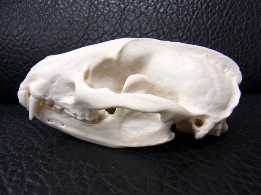 ☆ 即納 ☆ 美！ 高品質 ヨーロッパ アナグマの頭骨 B - 頭骨・骨格 