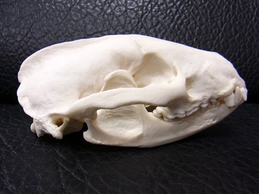 ☆ 即納 ☆ 美！ 高品質 ヨーロッパ アナグマの頭骨 B - 頭骨・骨格 