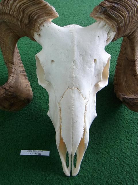 ☆ 即納 ☆ アフリカ便！ 羊（メリノ種）巻角 スカルホーン A