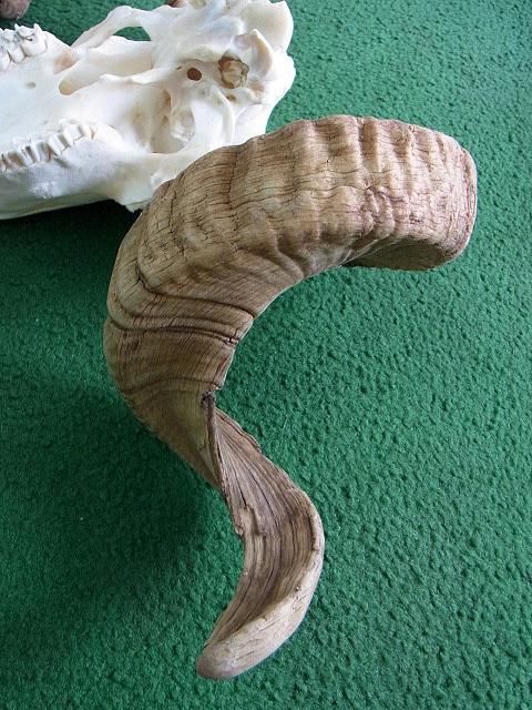 【北海道産羊】サフォーク♀頭骨標本 北海道産羊】サフォーク♀頭骨標本 - メルカリ