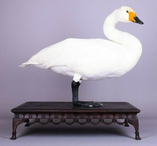 白鳥 剥製 A - 頭骨・骨格標本・剥製販売 【Core-Box】 白鳥 剥製 A - 頭骨・骨格標本・剥製販売 【Core-Box】