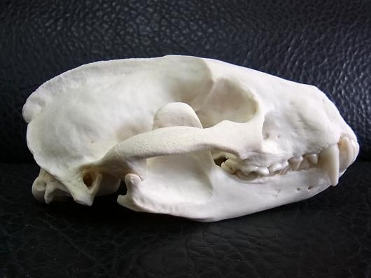 ☆ 即納 ☆ 美！ 高品質 ヨーロッパ アナグマの頭骨 A - 頭骨・骨格