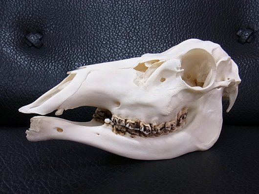 鹿 シカ 猪 頭骨 頭蓋骨 セット - 置物
