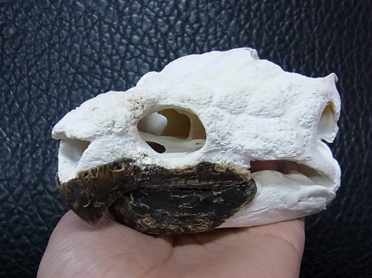 ワニガメ 頭骨標本-