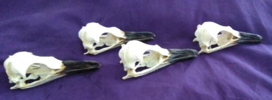 ★貴重！マゼランペンギン　頭骨 - 頭骨・骨格標本・剥製販売　【Core-Box】