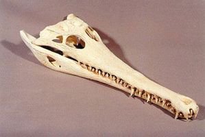 アフリカクチナガワニ 頭骨 レプリカ - 頭骨・骨格標本・剥製販売　【Core-Box】