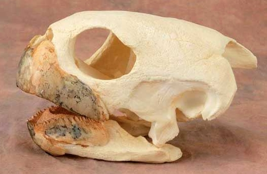 アオウミガメ 頭骨 レプリカ - 頭骨・骨格標本・剥製販売　【Core-Box】