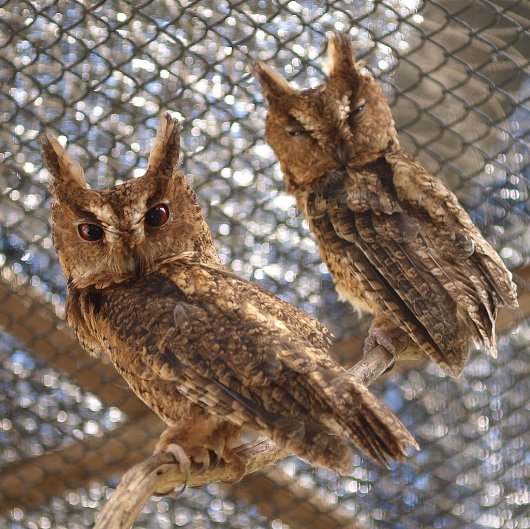 ☆即納☆ オオコノハズク（Sunda Scops Owl）骨格標本 - 頭骨・骨格