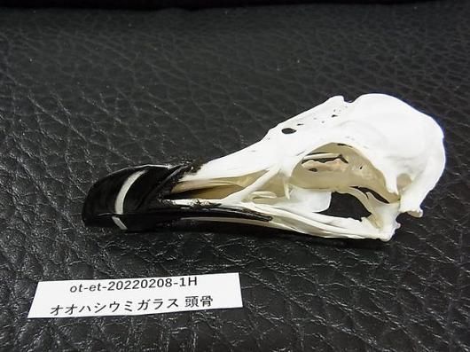 ☆即納☆程度良好！☆オオハシウミガラス Razorbill 頭骨