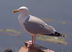 ☆即納☆高品質！☆セグロカモメ Herring gull 頭骨☆ - 頭骨・骨格