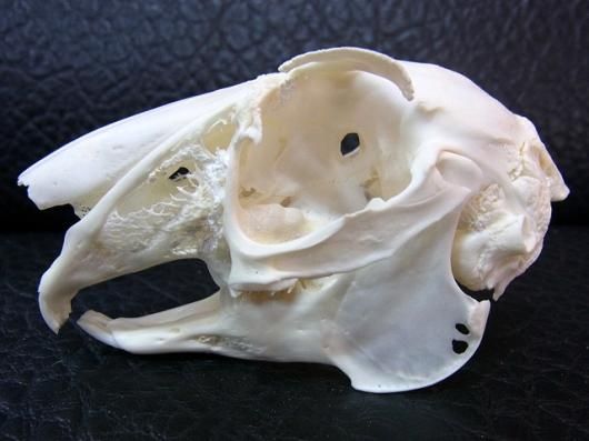 ☆即納☆ ヨーロッパ便！高品質 ヤブノウサギ 頭骨 - 頭骨・骨格標本