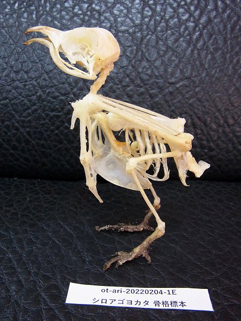 ☆即納☆ シロアゴヨタカ（Savanna Nightjar）骨格標本 - 頭骨・骨格 
