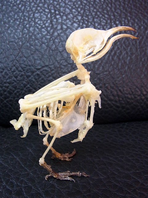 ☆即納☆ シロアゴヨタカ（Savanna Nightjar）骨格標本 - 頭骨・骨格 