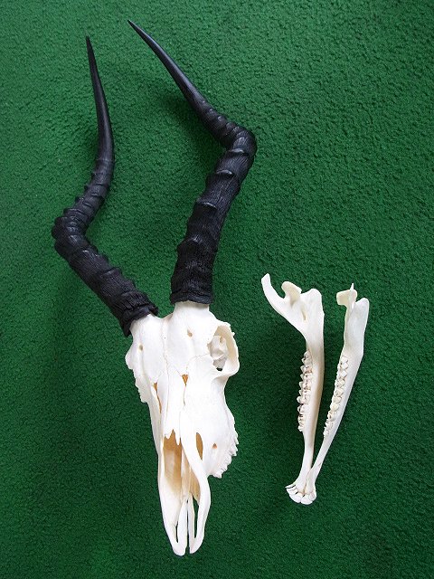 ☆即納☆ アフリカ便！高品質 インパラ スカルホーン（下顎付き） - 頭骨・骨格標本・剥製販売 【Core-Box】
