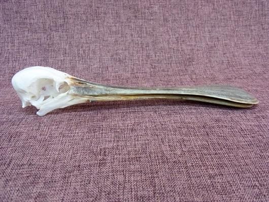 ☆即納☆高品質！アフリカヘラサギ African Spoonbill 頭骨