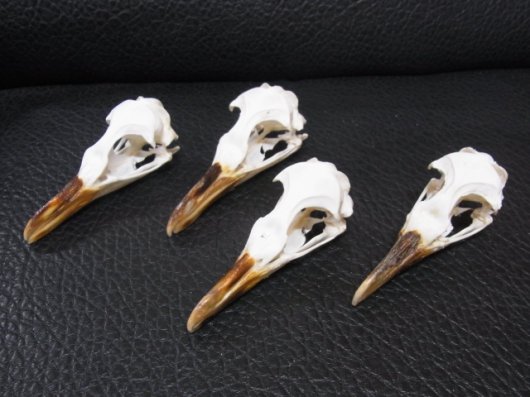 ☆即納☆貴重！マゼランペンギン 頭骨 - 頭骨・骨格標本・剥製販売 