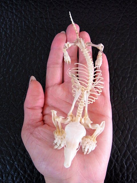 即納！ 高品質　ヨーロッパモグラ（Northern Mole）全身骨格標本 B - 頭骨・骨格標本・剥製販売　【Core-Box】