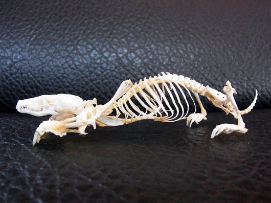 即納！ 高品質　ヨーロッパモグラ（Northern Mole）全身骨格標本 B - 頭骨・骨格標本・剥製販売　【Core-Box】