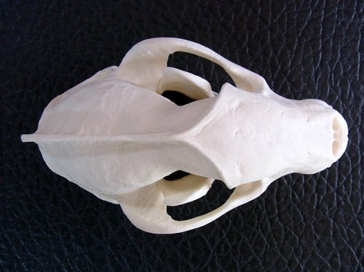美！ ヨーロッパ アナグマ（European badger）の頭骨-